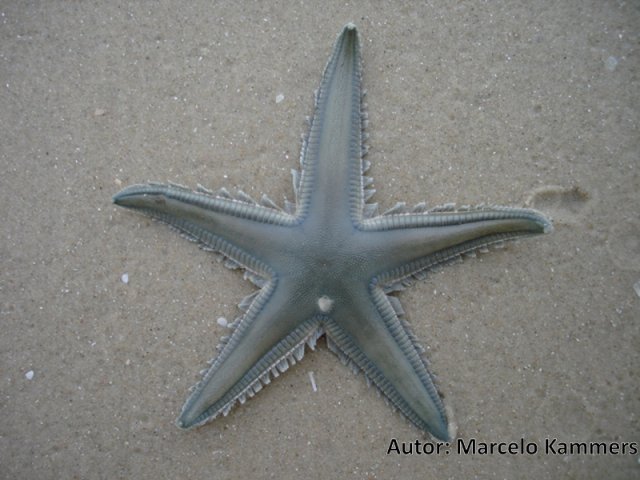 Astropecten marginatus